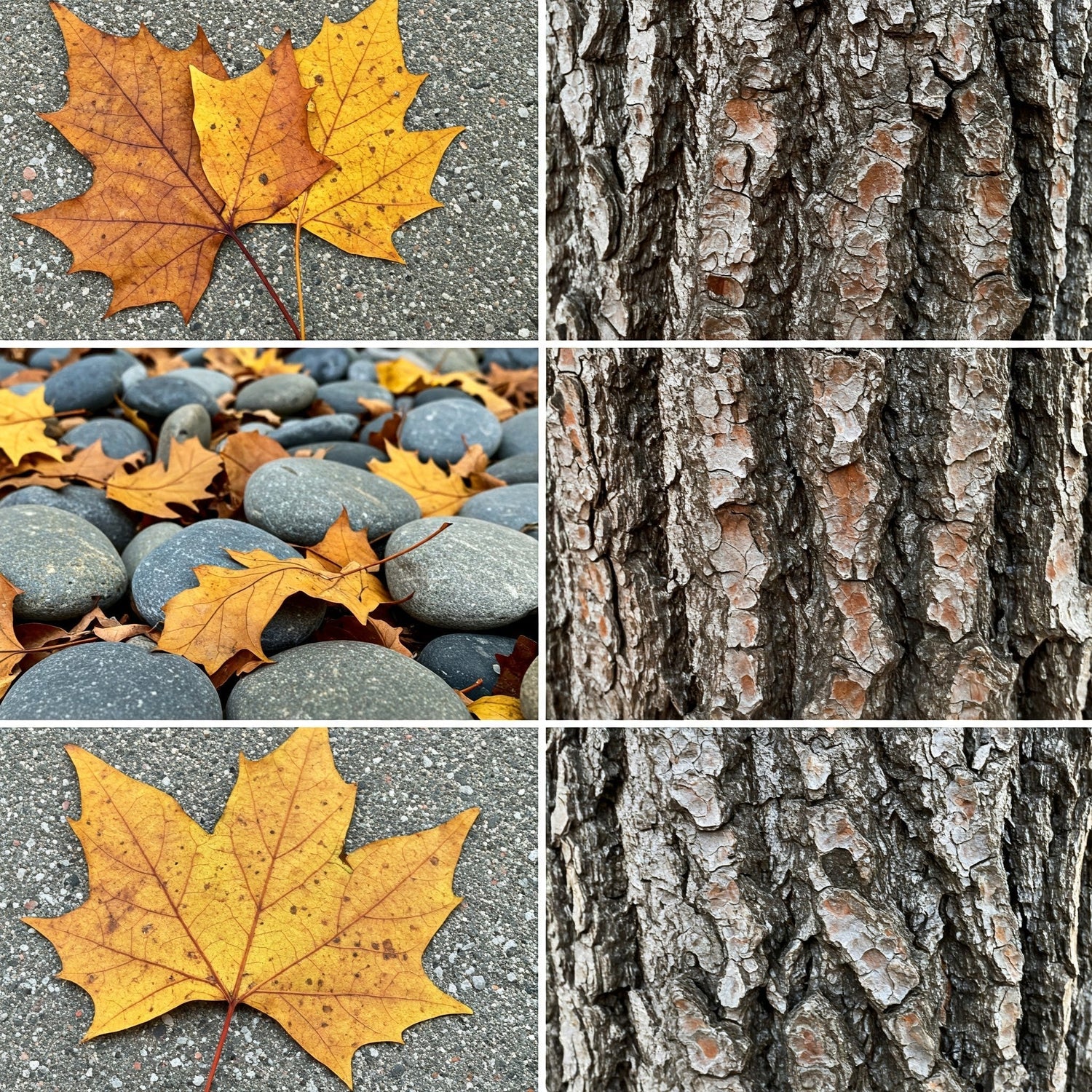 Anomaly: A Collection Inspired by Nature's Imperfections